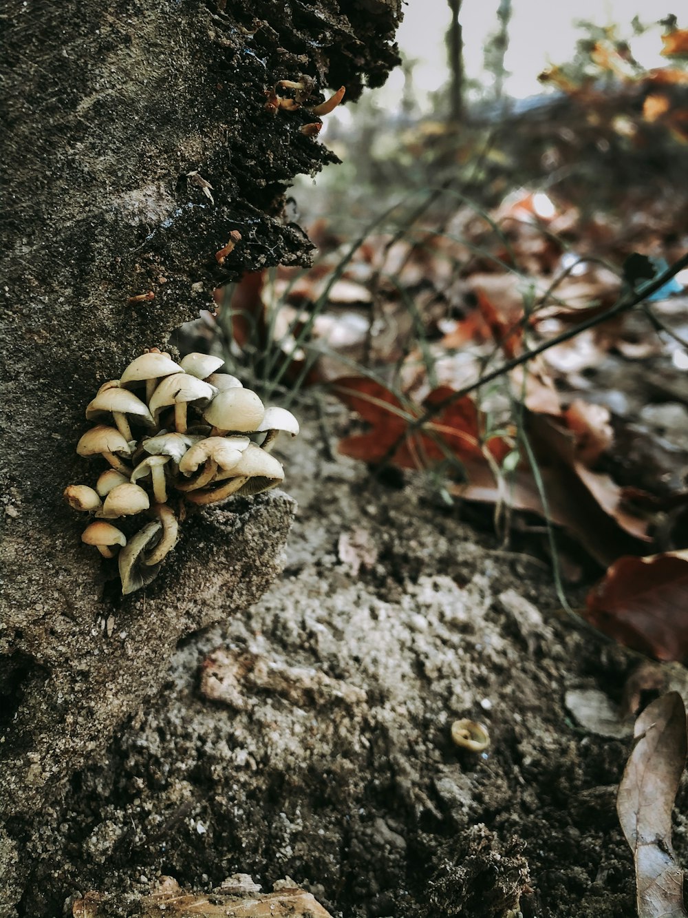 bunch of mushrooms on a tree