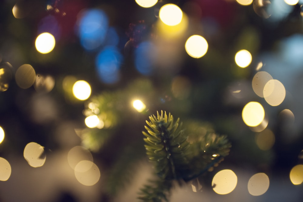 bokeh photography of green-leafed plant