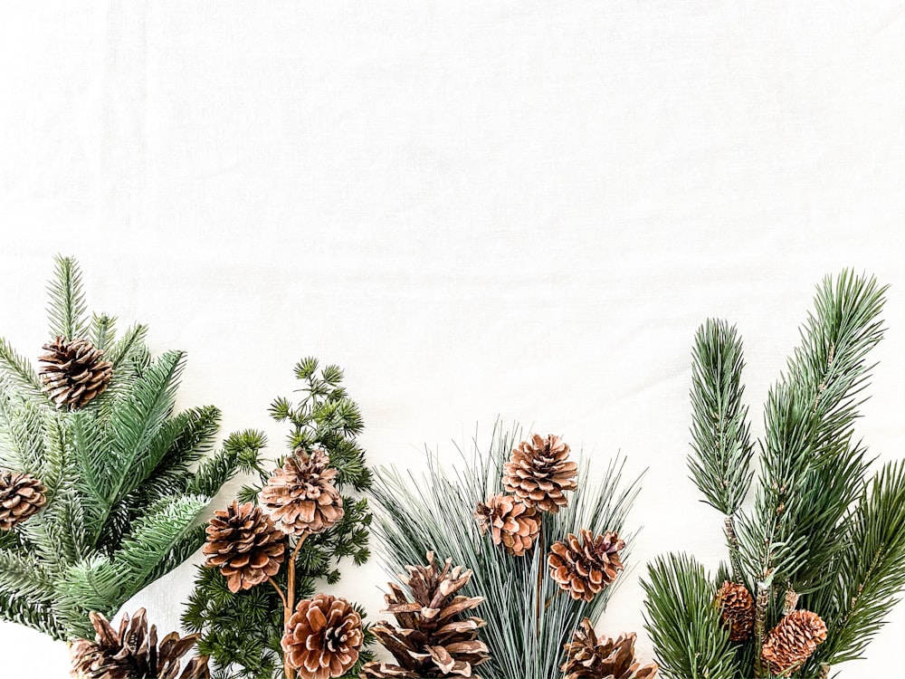 minimalist photography of brown pine cones