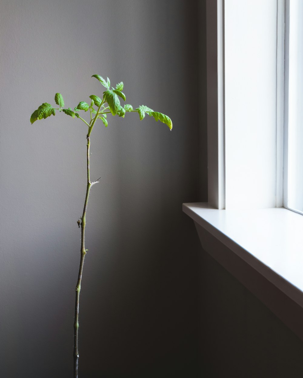 green-leafed plant beside window and wall
