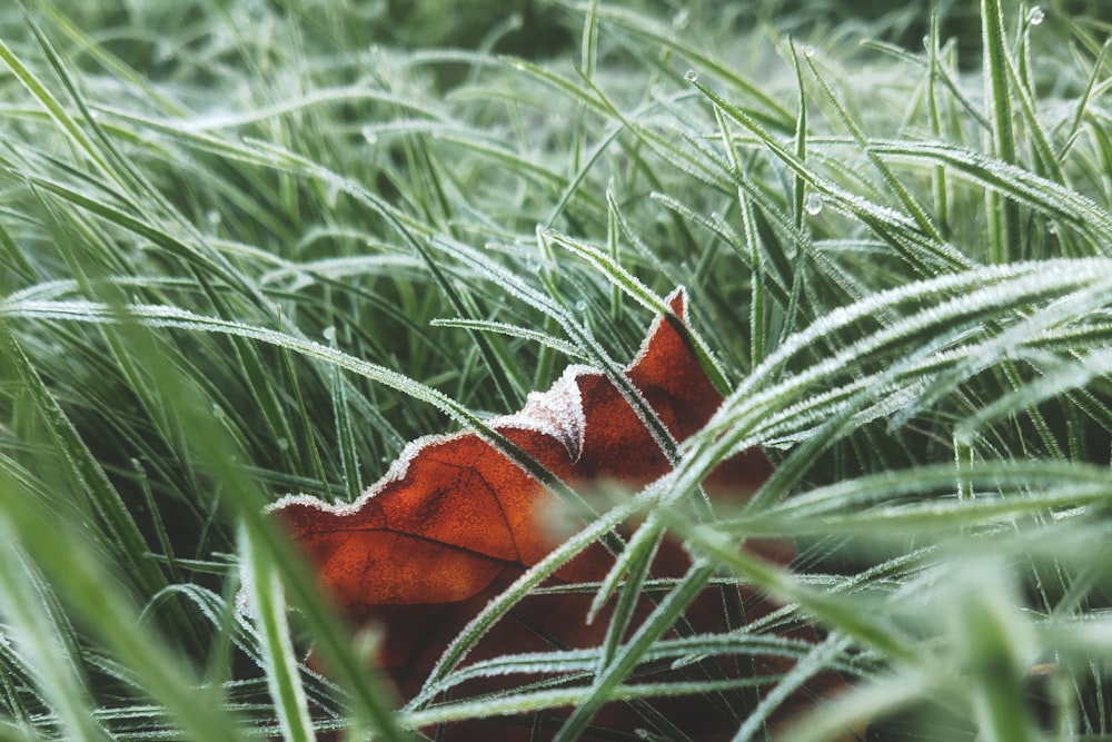 a red leaf laying in a field of tall grass