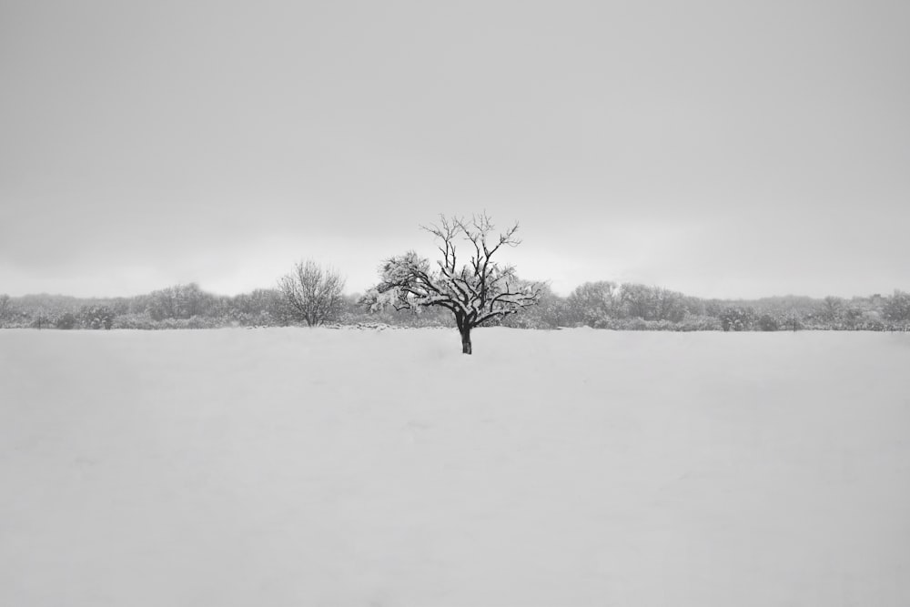 tree without leaf photograph