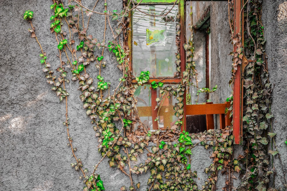 green-leafed vine creeping on a gray wall and glass window