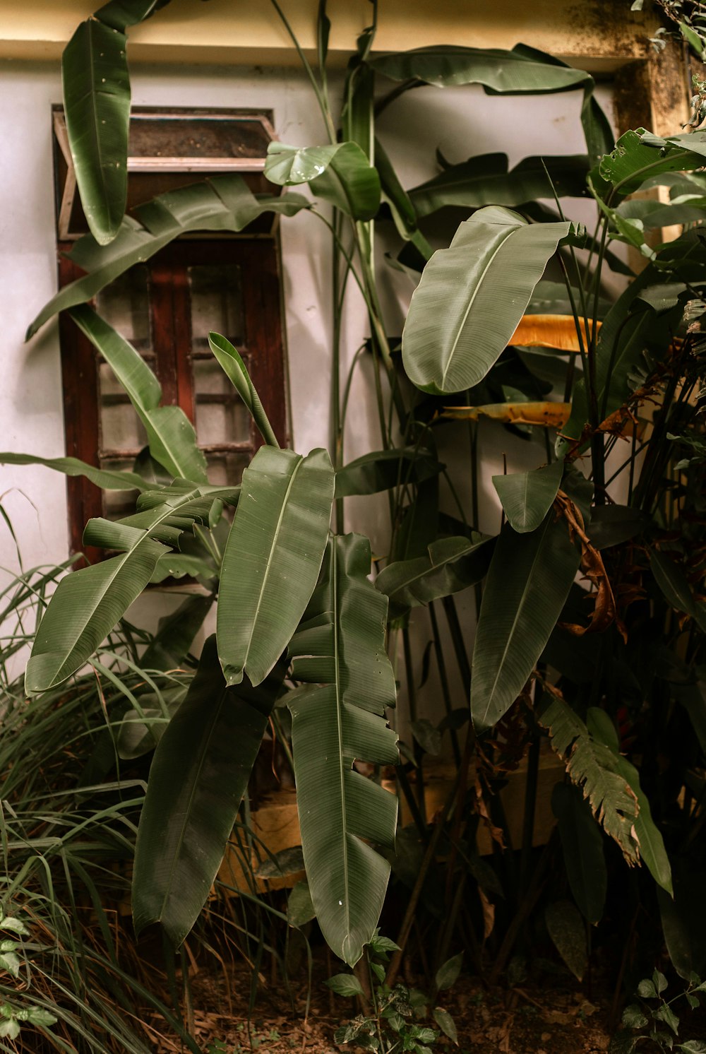 several green-leafed trees