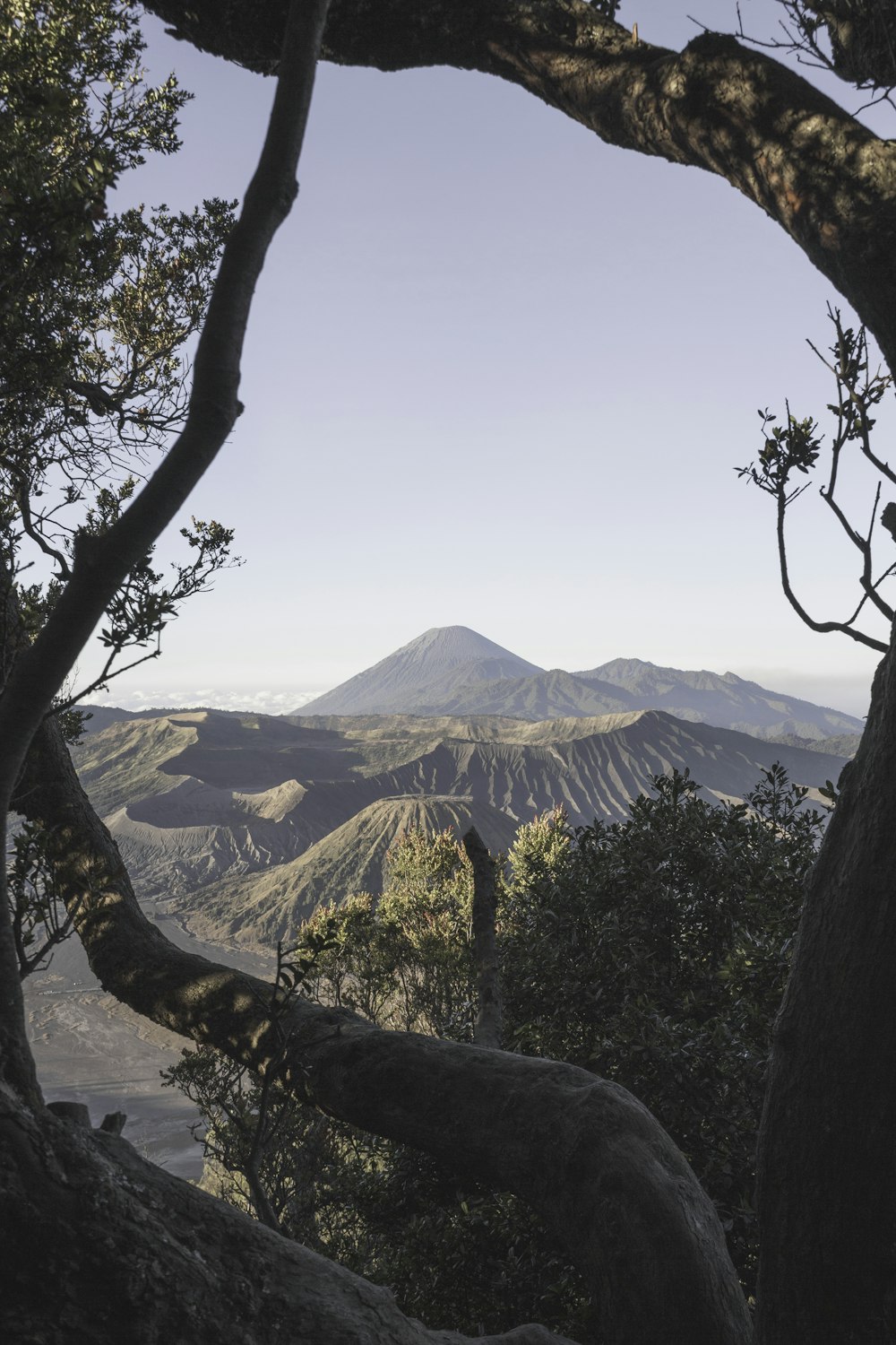 aerial photography of mountain and trees during daytime