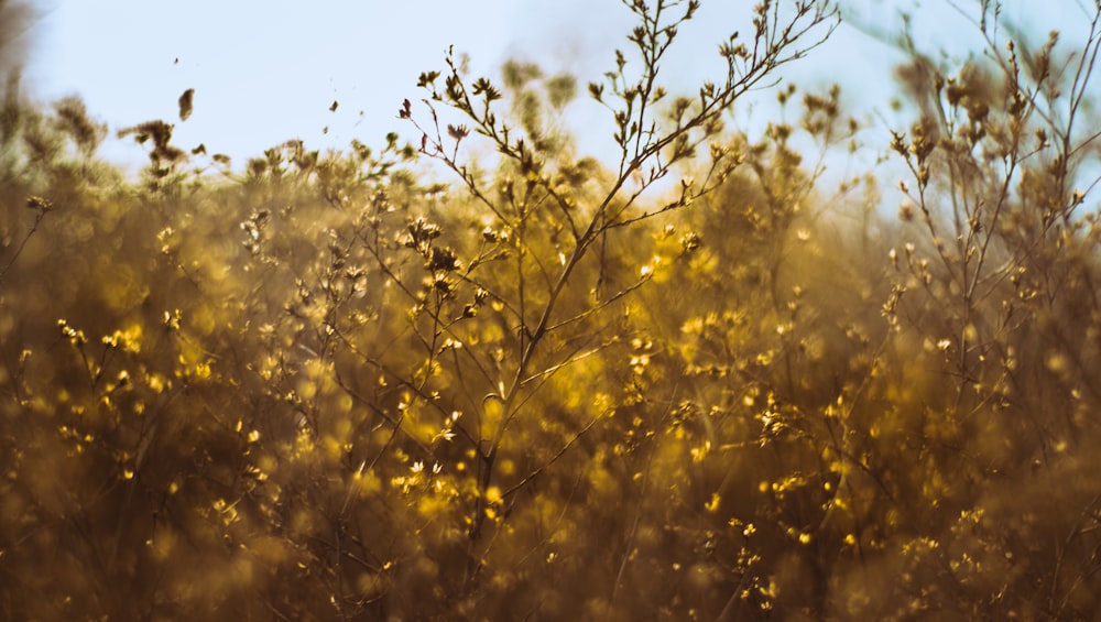 selective focus photography of green-leafed plant