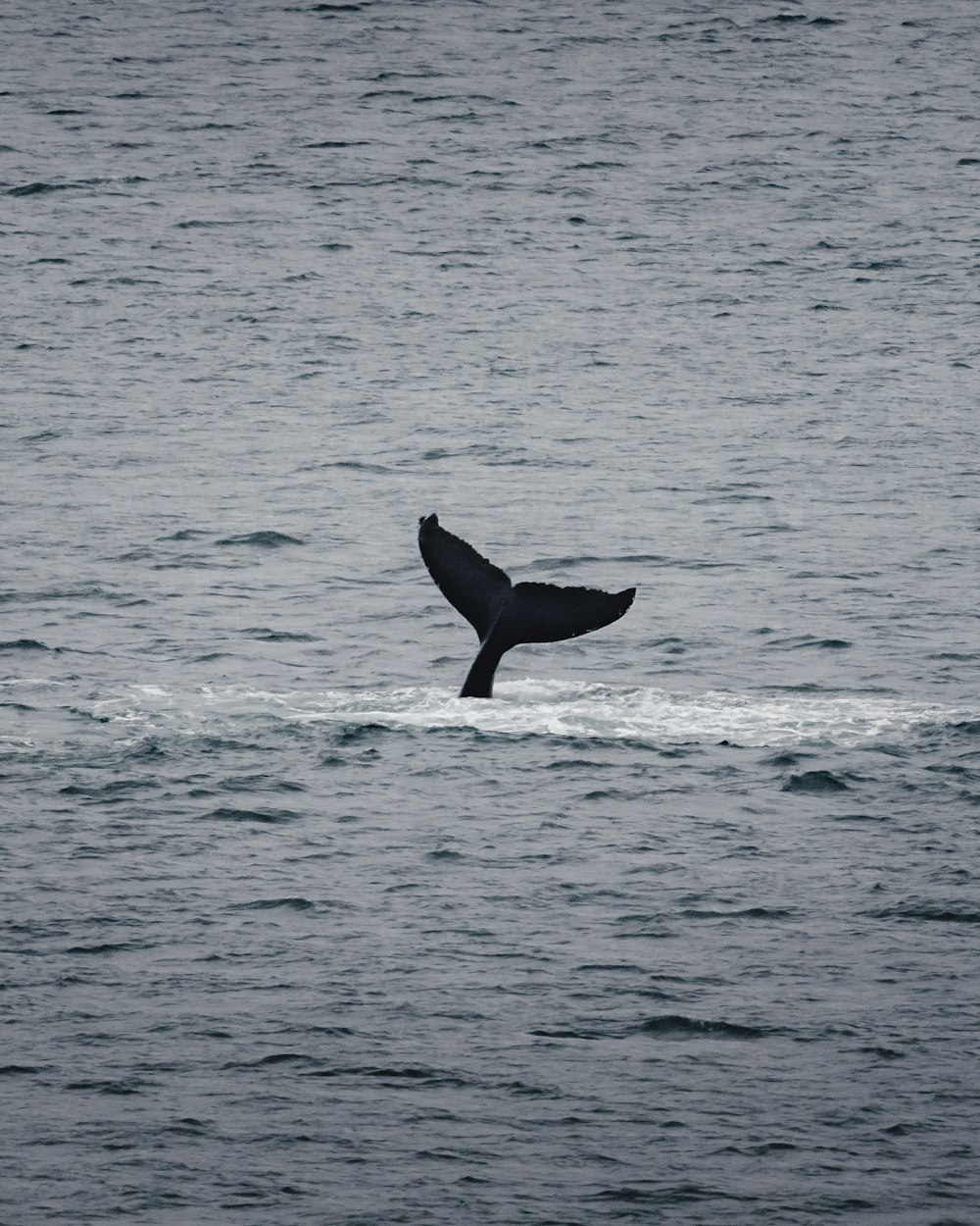 whale underwater