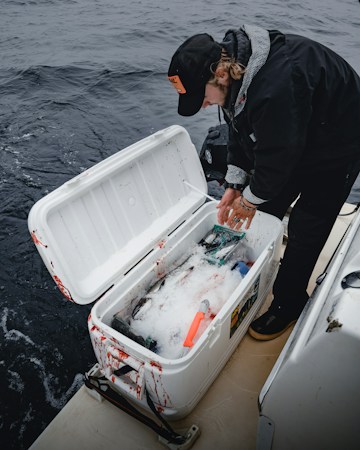 Angler reaching into an open white cooler on a boat, fresh fish packed in crushed ice, dark water alongside