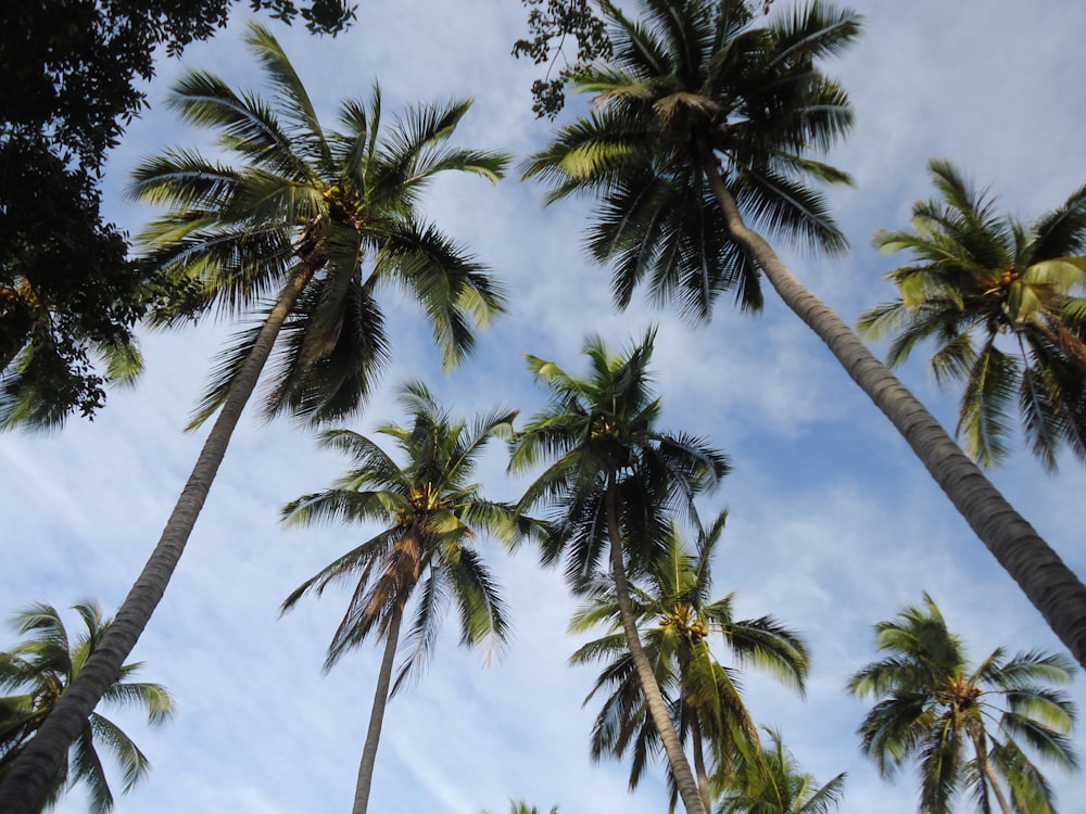 Photographie en plein angle de cocotiers pendant la journée