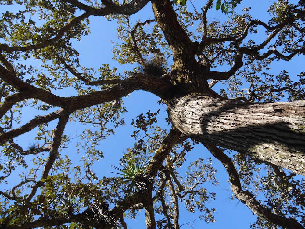 high angle photography of tall tree at daytime