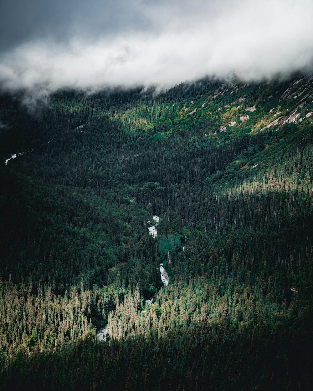 tree covered valley near thick cloud formation at daytime