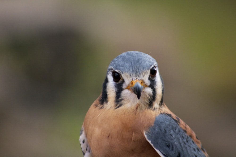 Fotografía de enfoque selectivo de aves