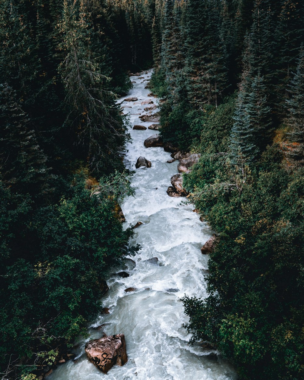 river between trees during daytime