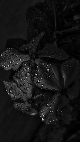 A close-up of flower petals covered in droplets of water, giving a fresh and dewy appearance. The image is in black and white, highlighting the texture and contrast of the droplets on the surface of the petals.