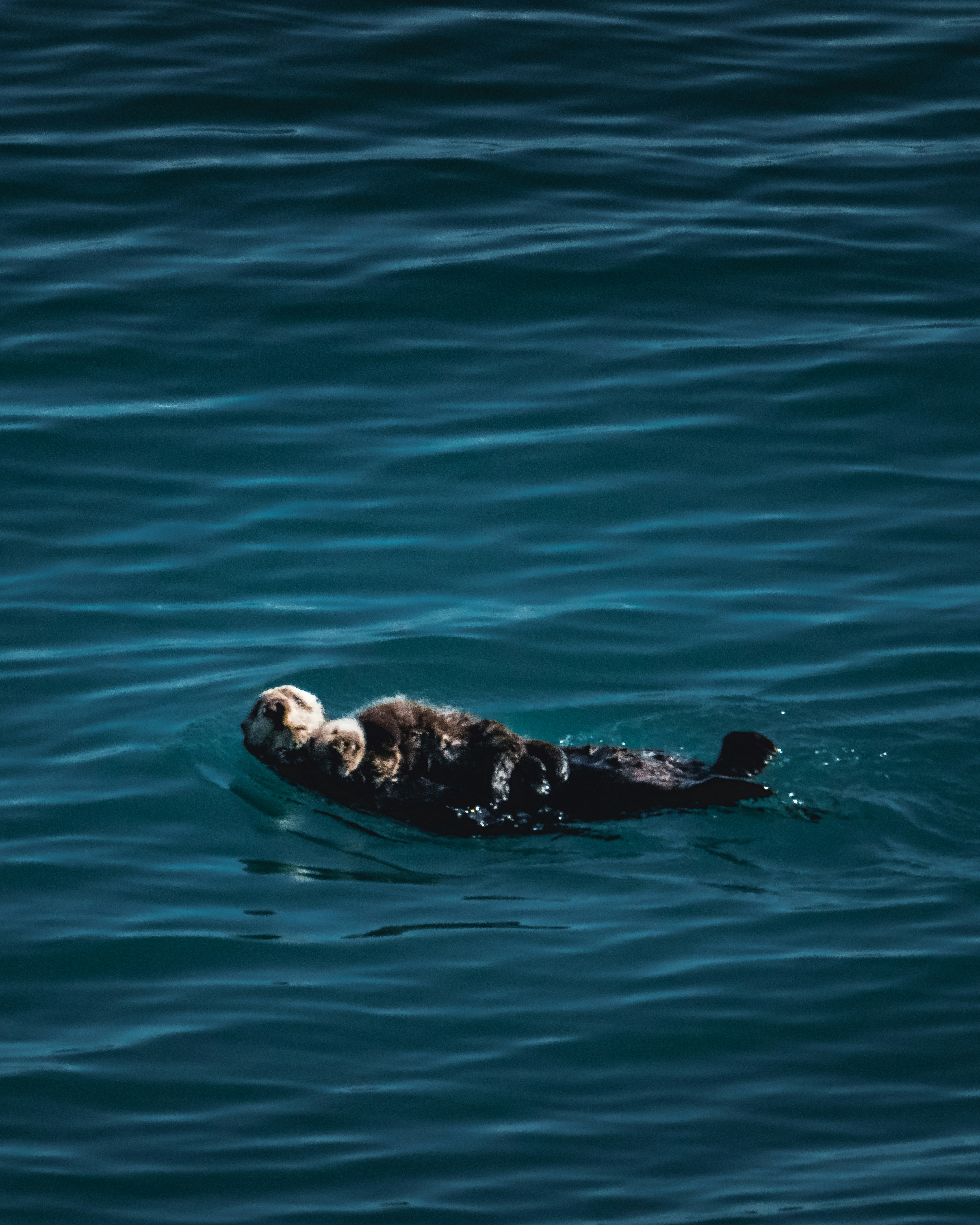 Sea otter in the pacific ocean