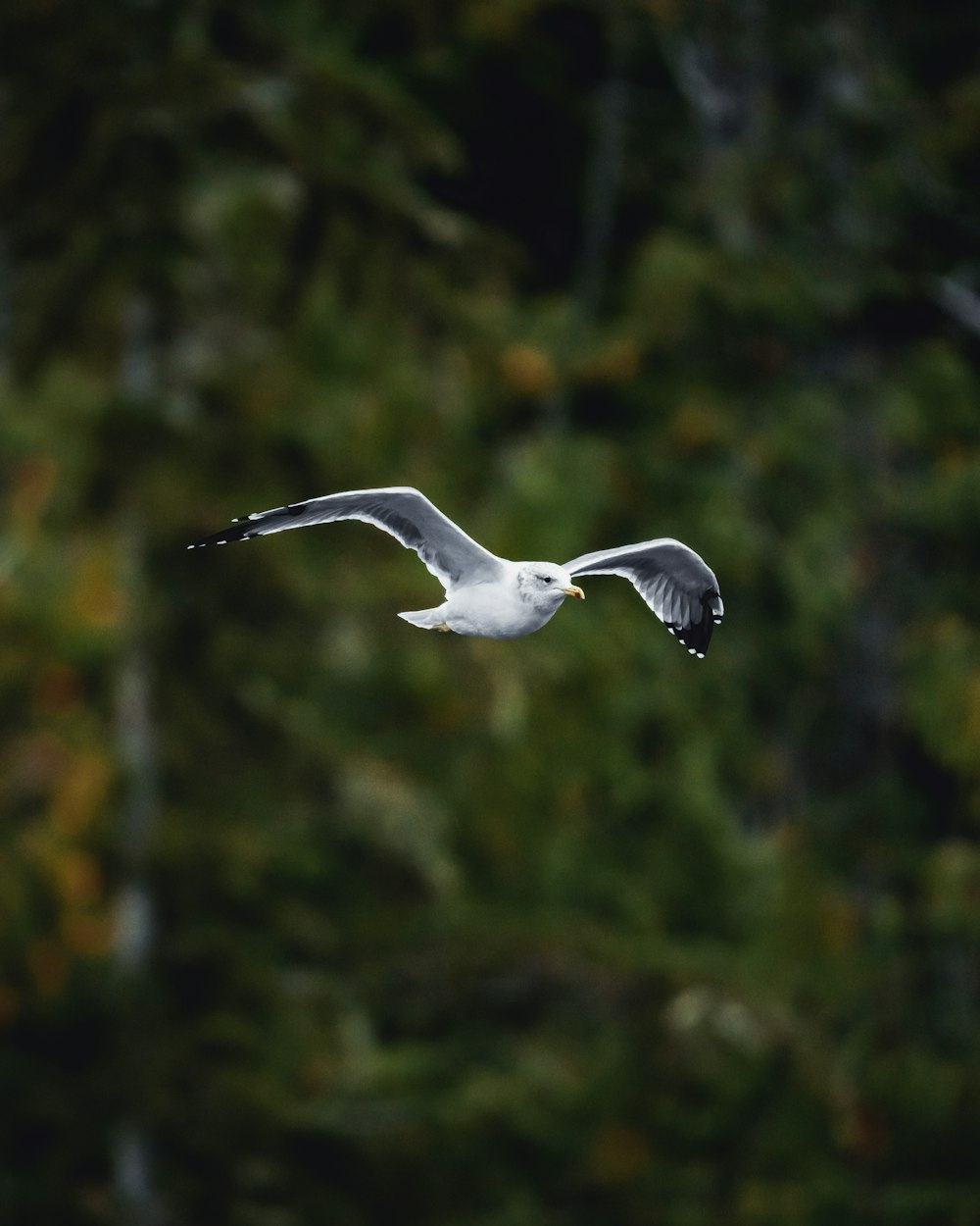 selective focus photography white seagull