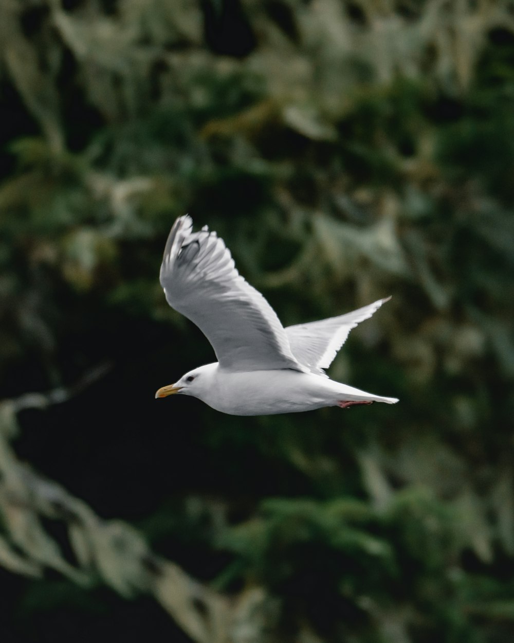 white bird photograph