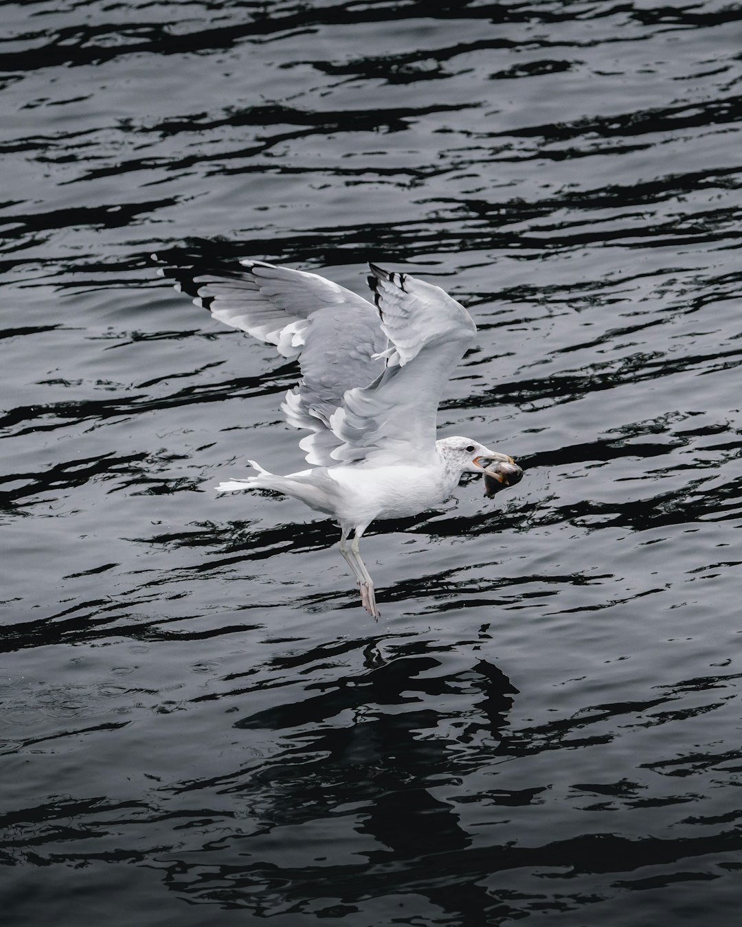 white bird on the body of water