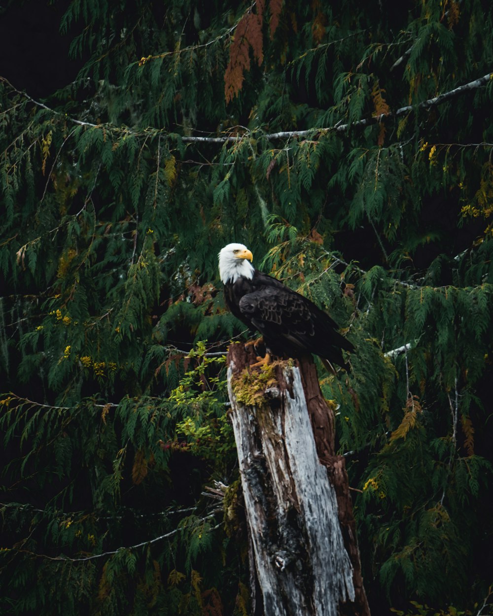 Bald eagle perched on tree trunk by trees