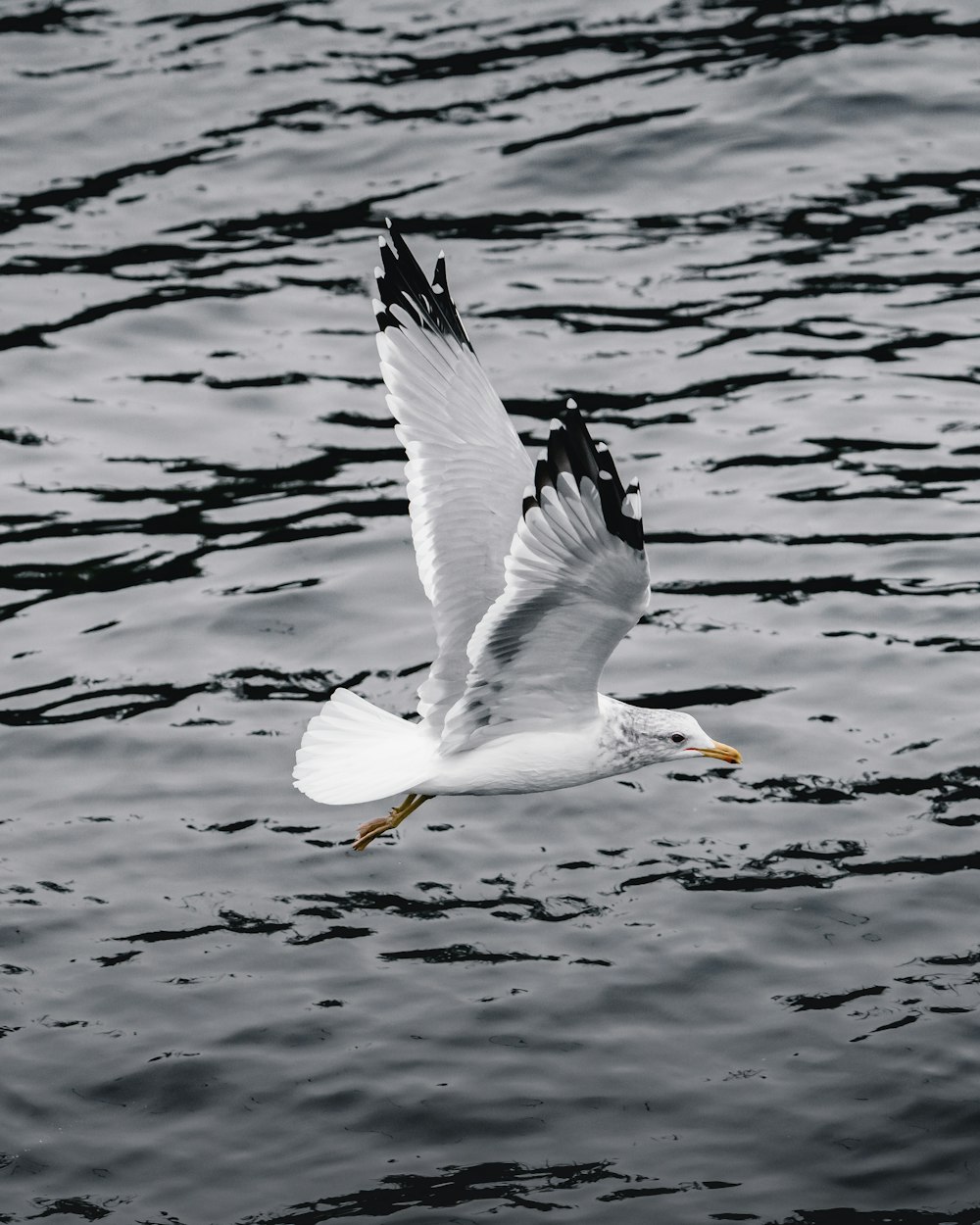 seagull hovering over body of water
