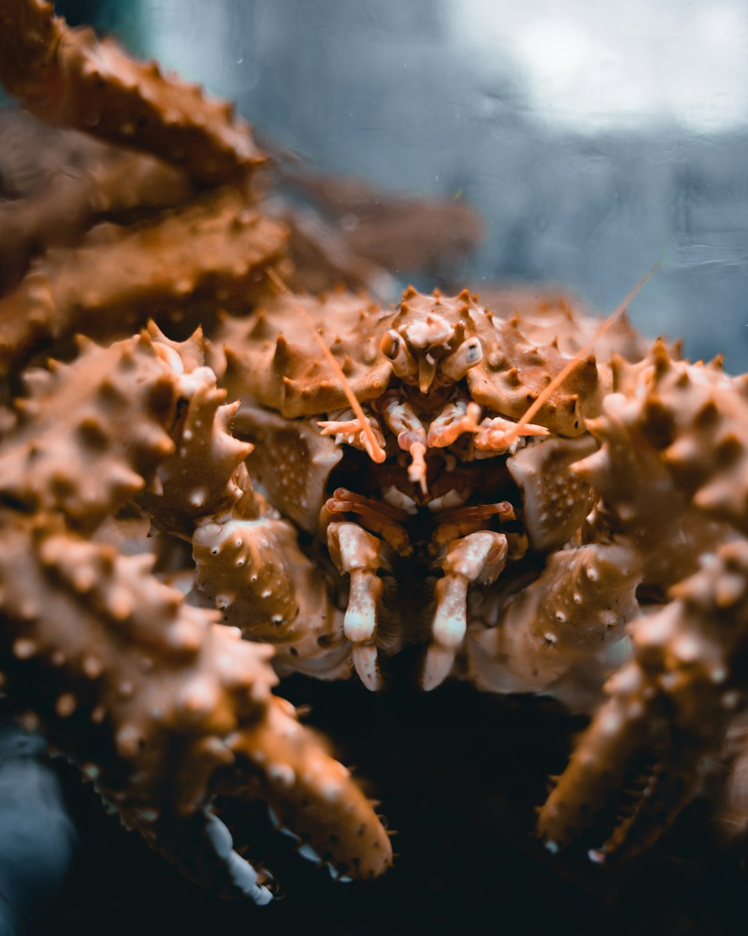 brown and white crab