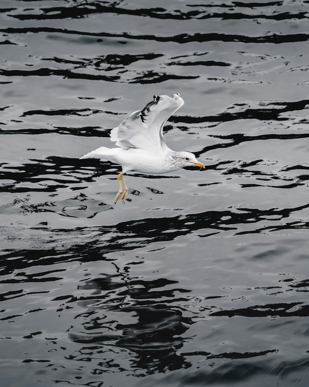 white bird photograph