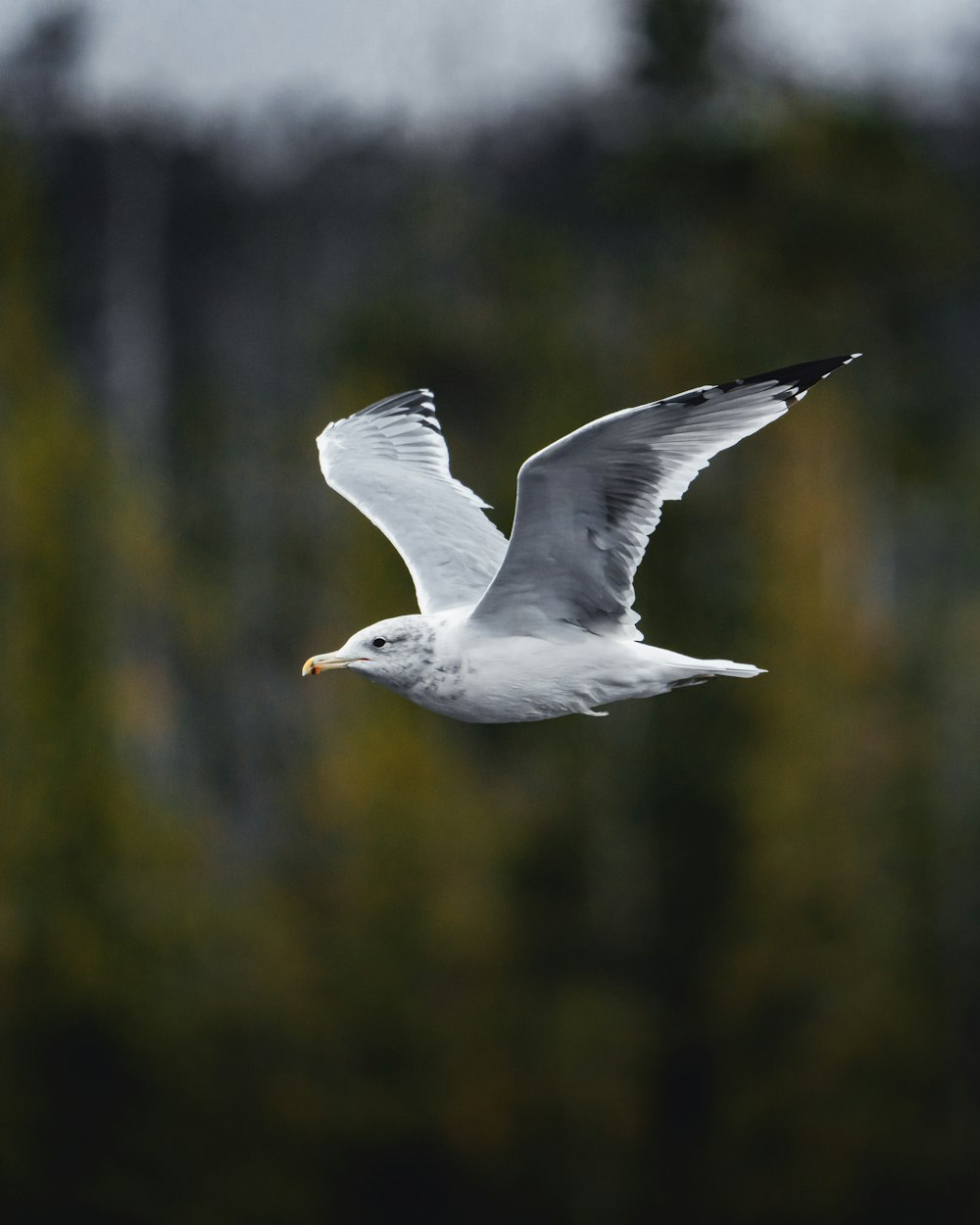 white and black bird photograph