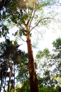 A vibrant group of volunteers planting trees in a rural village, sunlight filtering through the leaves.