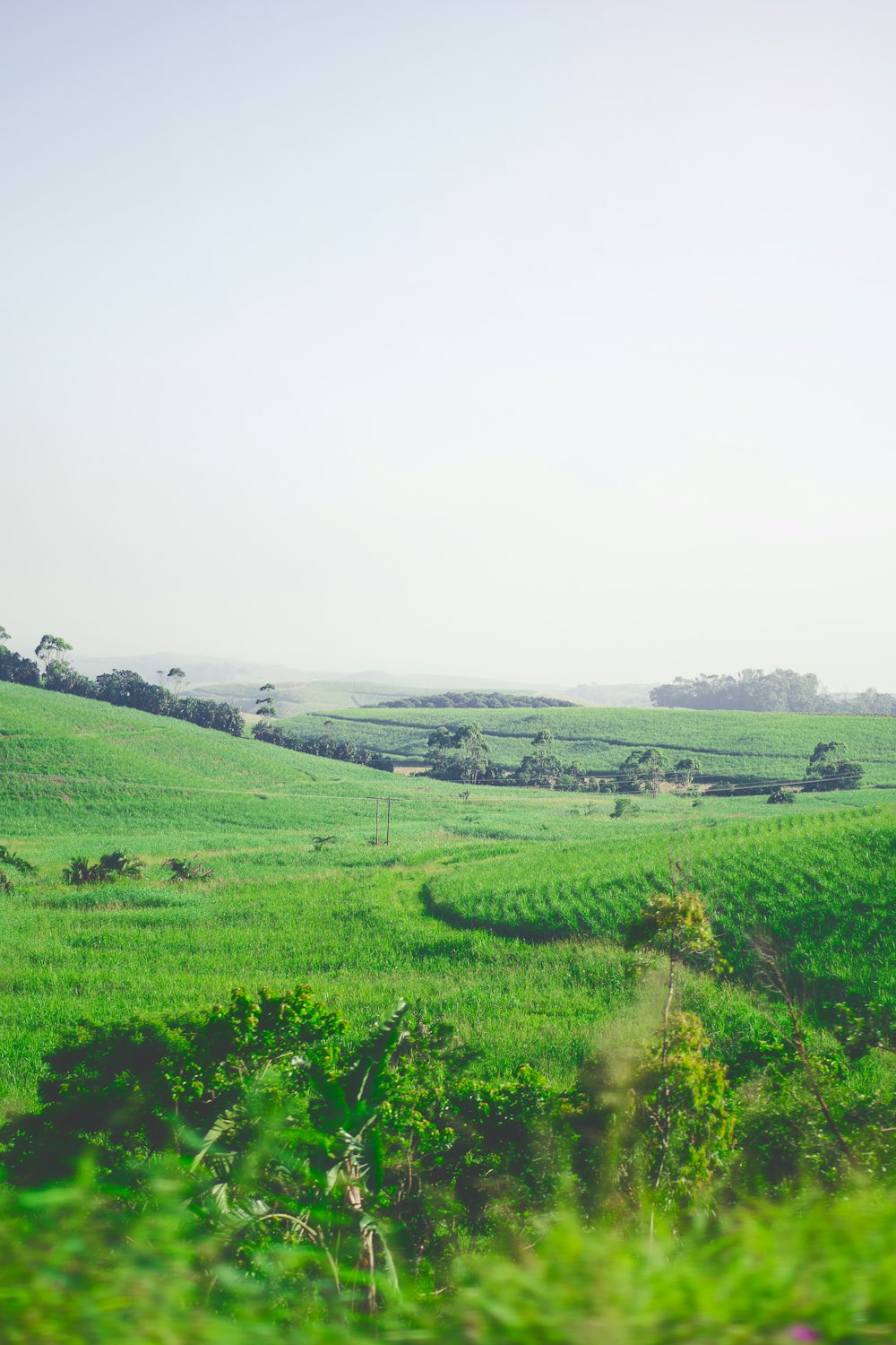 green plant field photograph