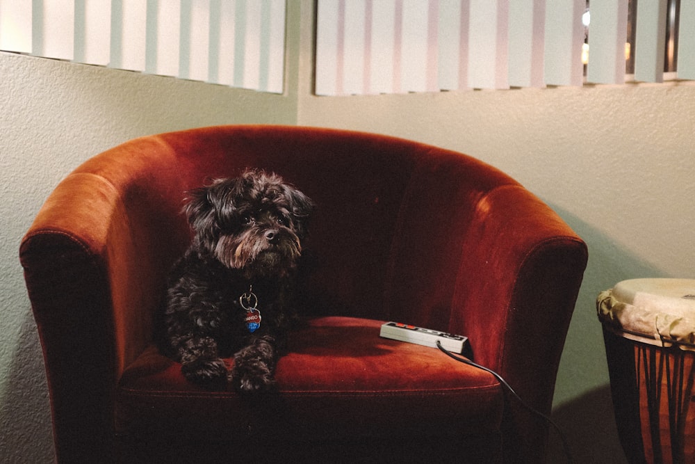 dog on sofa chair
