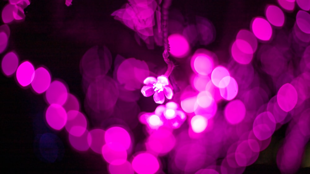 pink bokeh photography