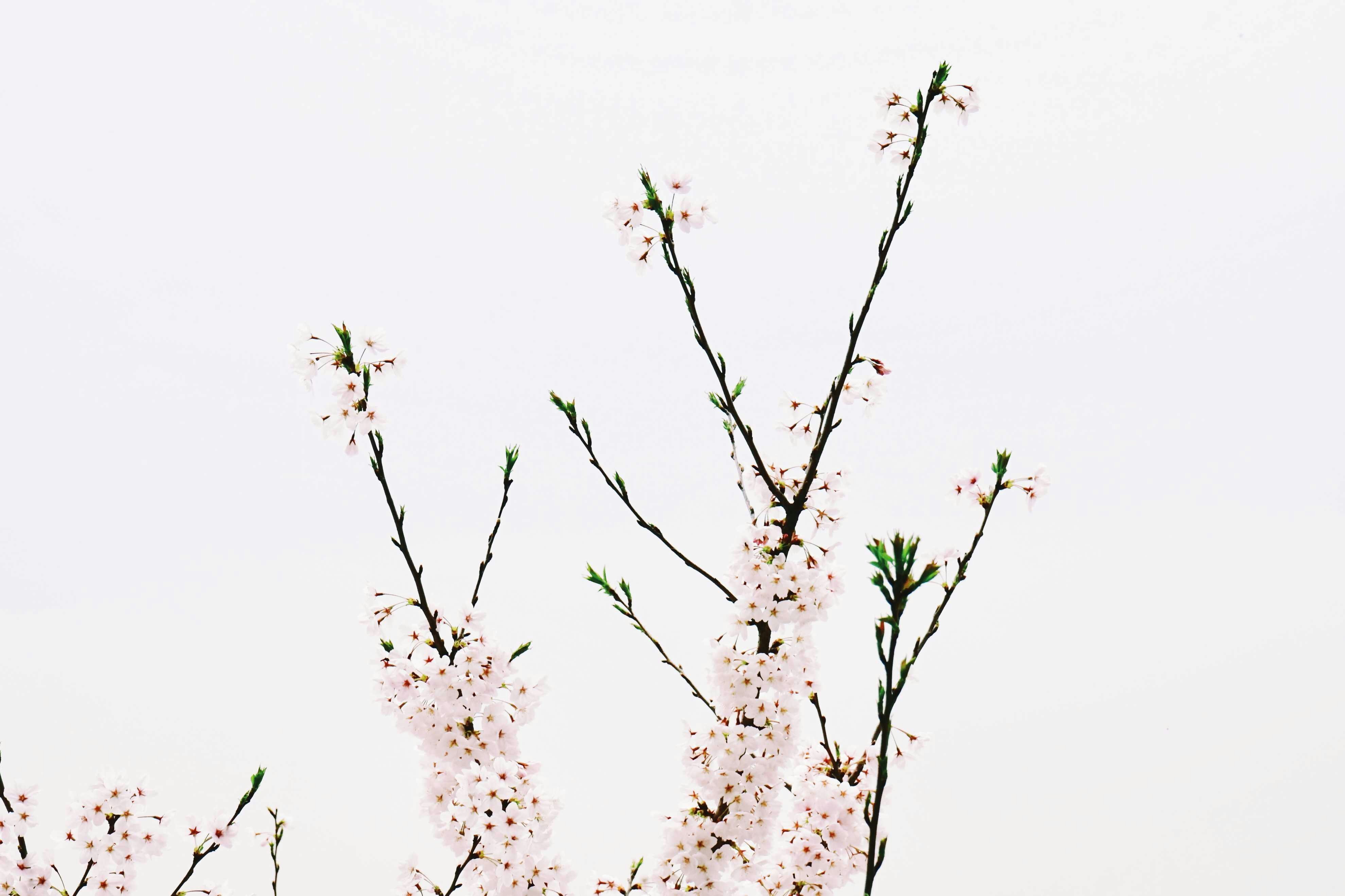 sakura zoom background
