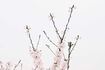 sakura zoom background