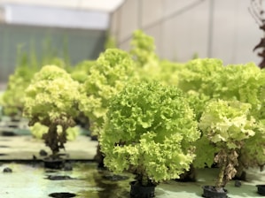 A collection of lush, green leafy vegetables, possibly in a controlled indoor setting like a greenhouse. The image focuses on the vibrant, curly leaves of the plants, suggesting healthy growth. The background is blurry, with more similar plants visible, emphasizing the cultivation environment.