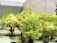 A collection of lush, green leafy vegetables, possibly in a controlled indoor setting like a greenhouse. The image focuses on the vibrant, curly leaves of the plants, suggesting healthy growth. The background is blurry, with more similar plants visible, emphasizing the cultivation environment.