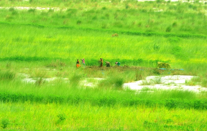 A group of farmers and volunteers working together in a lush green field under a bright sky.