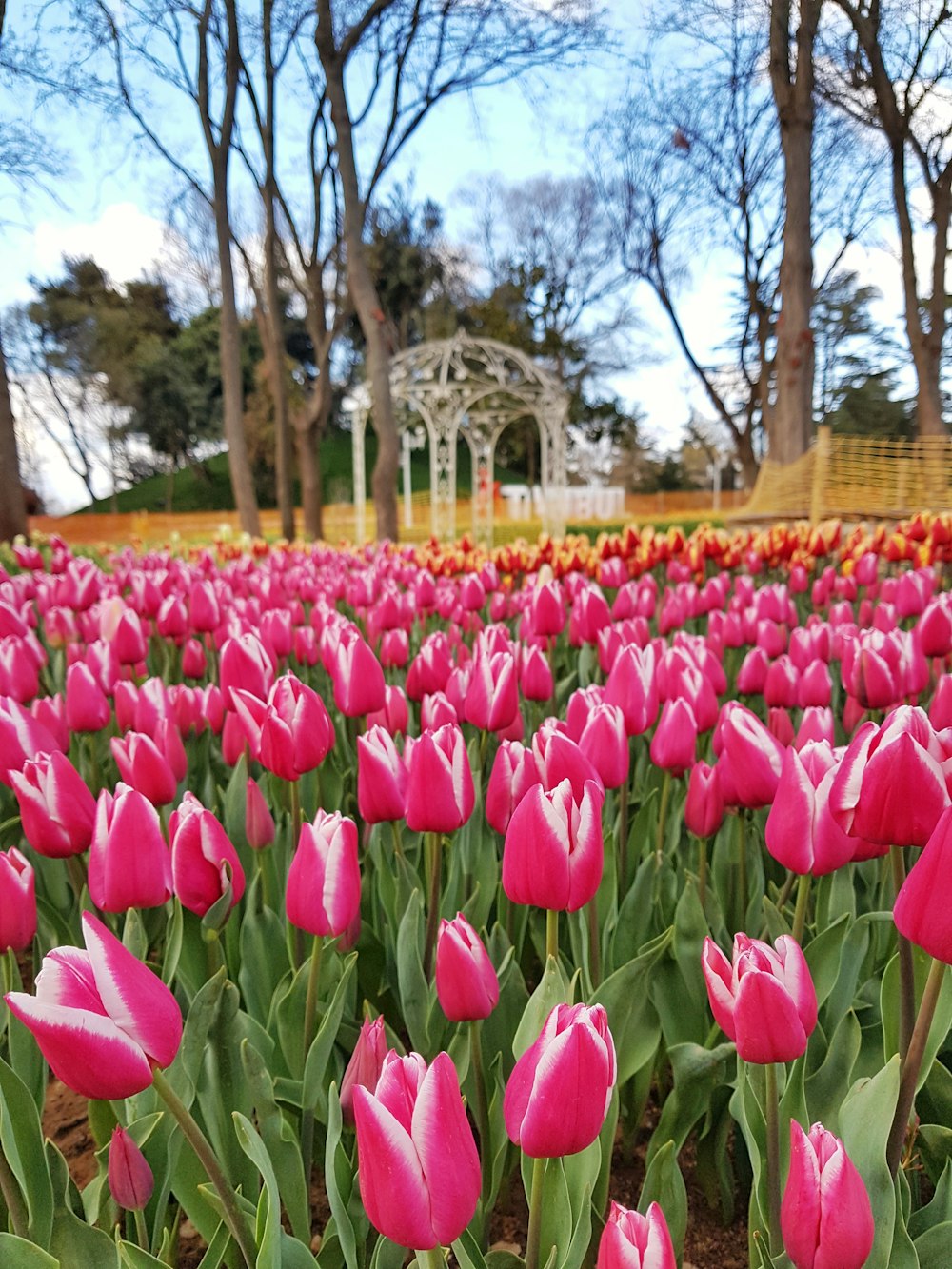 Rosa Tulpen tagsüber