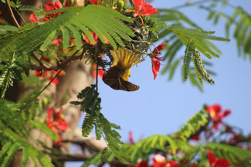 selective focus photography of bird on green tree