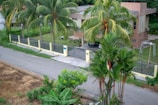 A suburban house with a flat roof and cream-colored walls is surrounded by a fence. Palm trees and lush greenery are visible in the yard and along the street. A paved road runs alongside the property, with some dry grass and shrubs visible on the other side.