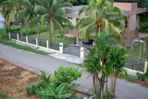 A suburban house with a flat roof and cream-colored walls is surrounded by a fence. Palm trees and lush greenery are visible in the yard and along the street. A paved road runs alongside the property, with some dry grass and shrubs visible on the other side.