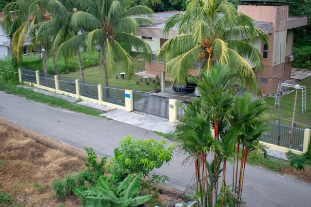 A suburban house with a flat roof and cream-colored walls is surrounded by a fence. Palm trees and lush greenery are visible in the yard and along the street. A paved road runs alongside the property, with some dry grass and shrubs visible on the other side.