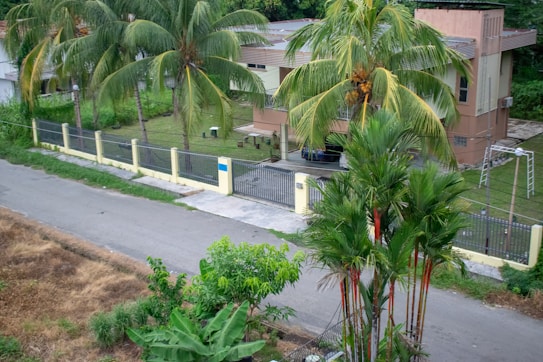 A suburban house with a flat roof and cream-colored walls is surrounded by a fence. Palm trees and lush greenery are visible in the yard and along the street. A paved road runs alongside the property, with some dry grass and shrubs visible on the other side.