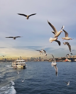seagulls hovering over sea near boat at daytime