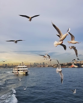 seagulls hovering over sea near boat at daytime