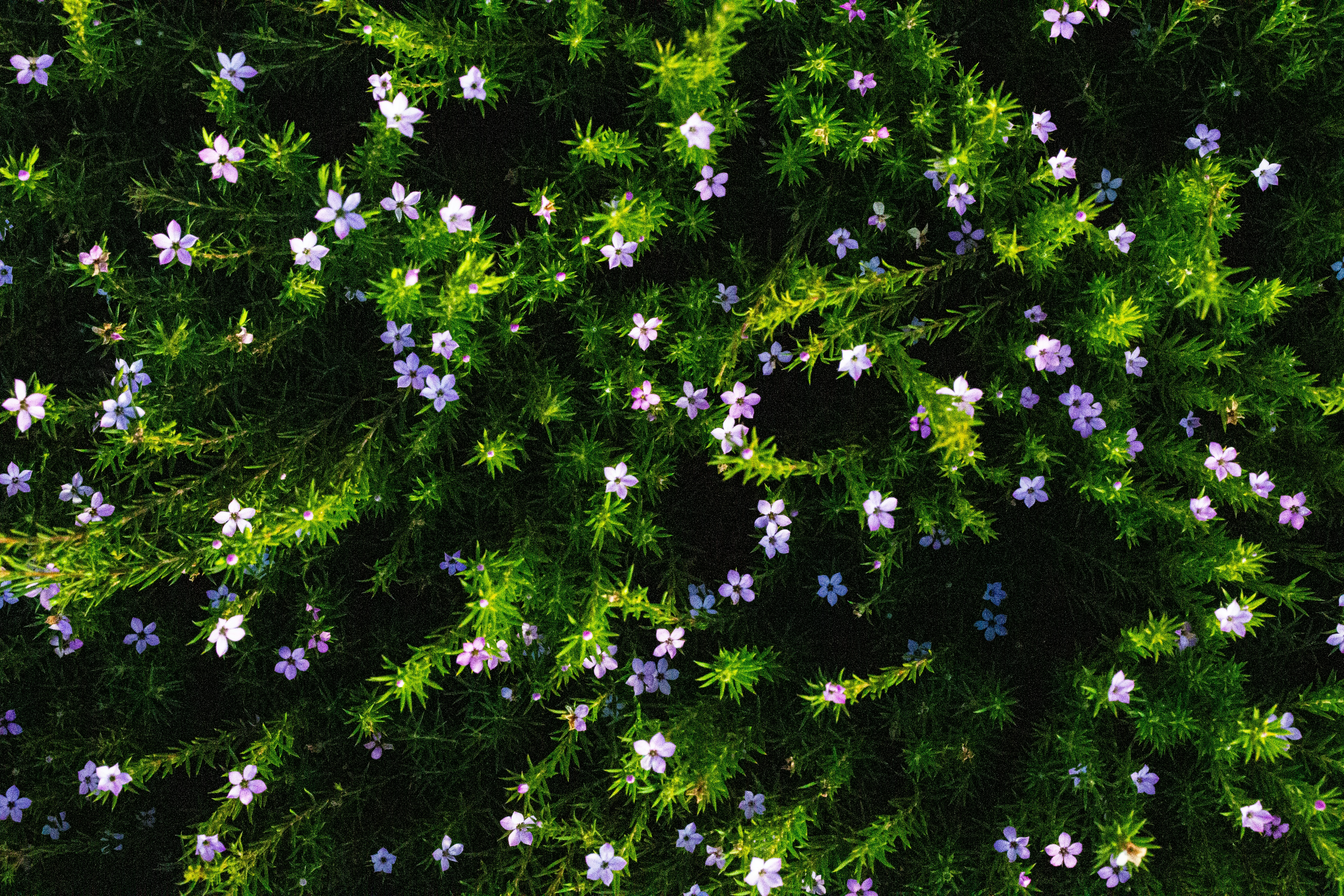 selective focus photography of white petaled flowers]