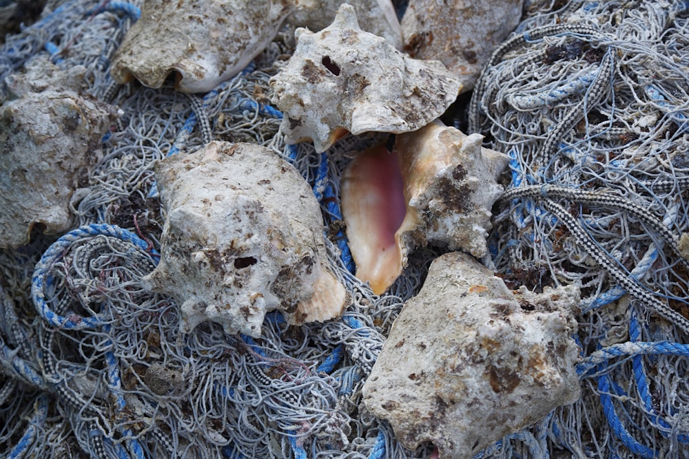 a pile of fishing nets with a shell in it