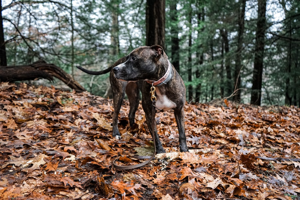 white, black, and brown dog