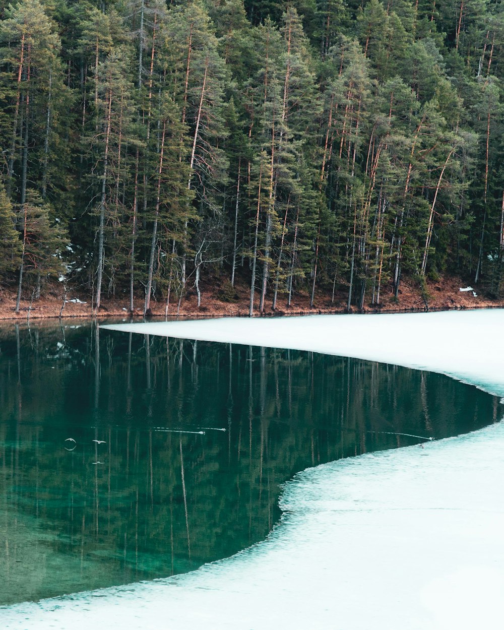 a large body of water surrounded by trees