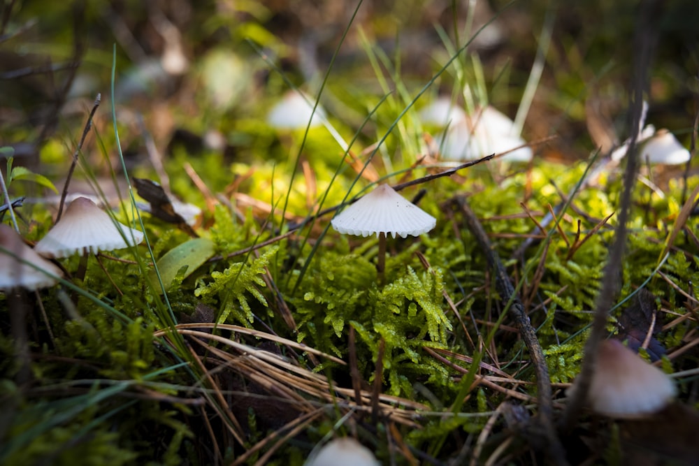 mushroom lot