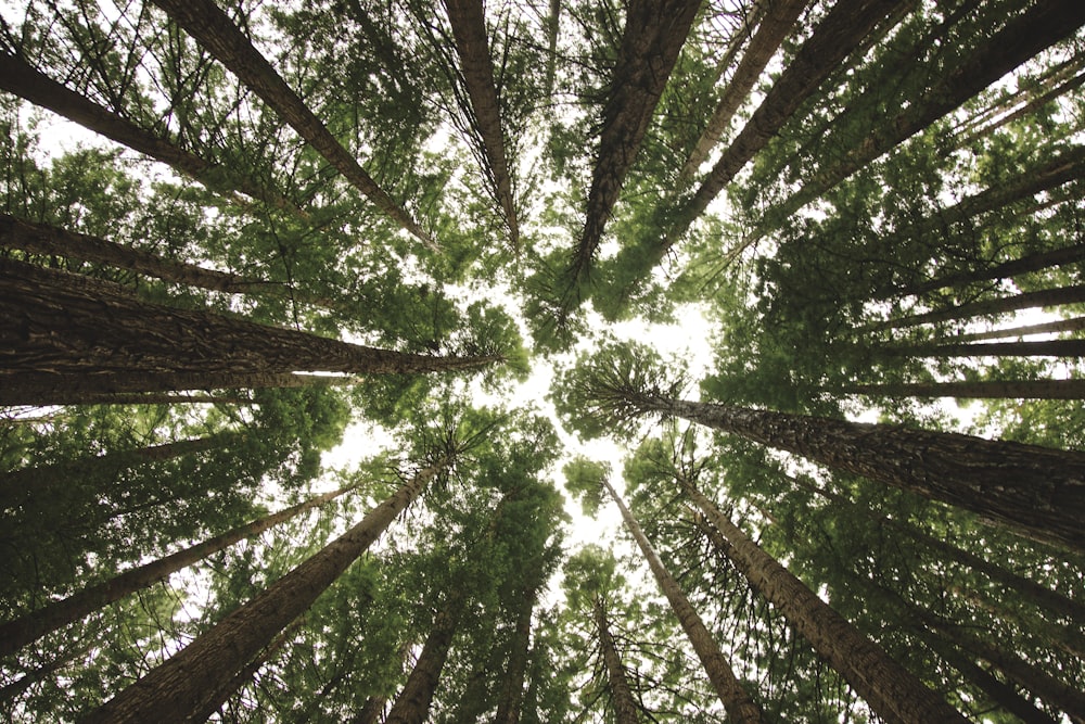 green trees